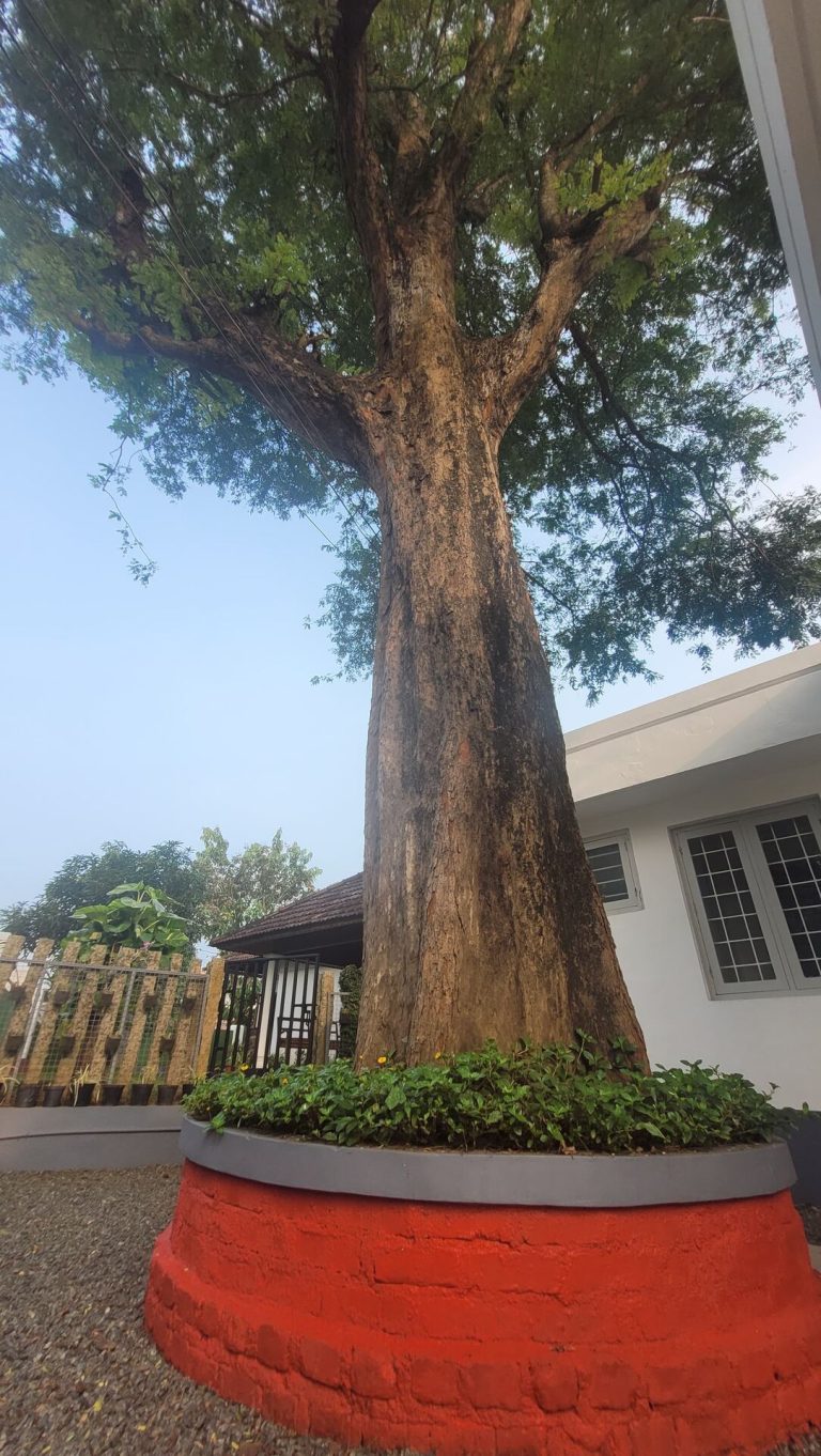Maya Aangan Exterior – IMG-20241118-WA0051